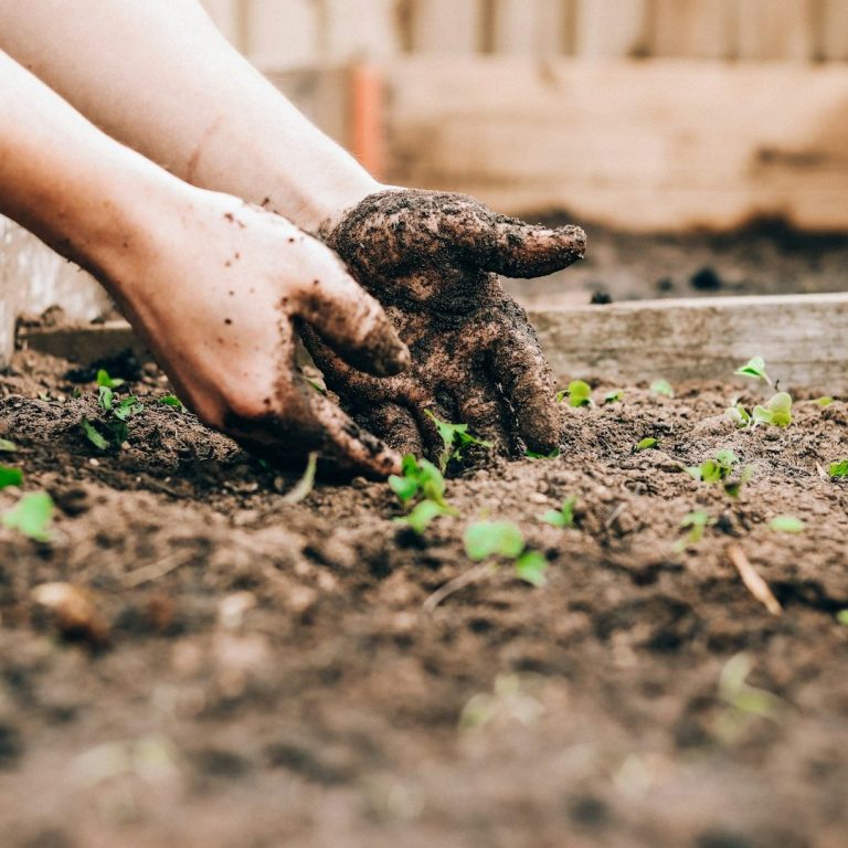 débats Mains couvertes de terre plantant des graines dans un potager.